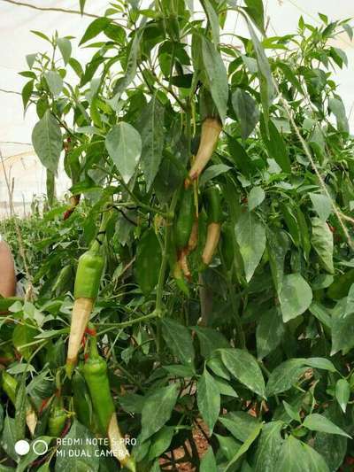 Blossom End Rot - Capsicum & Chilli