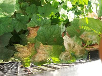 Downy Mildew of Cucurbits - Cucumber