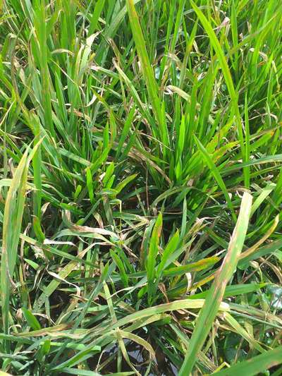 Mancha marrón del arroz - Arroz