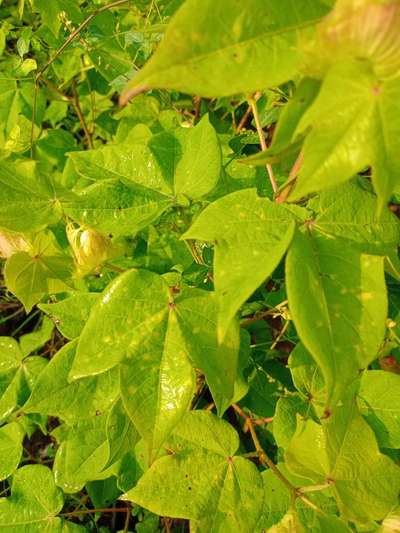 Nitrogen Deficiency - Cotton