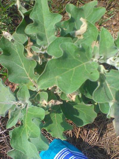 Potassium Deficiency - Brinjal