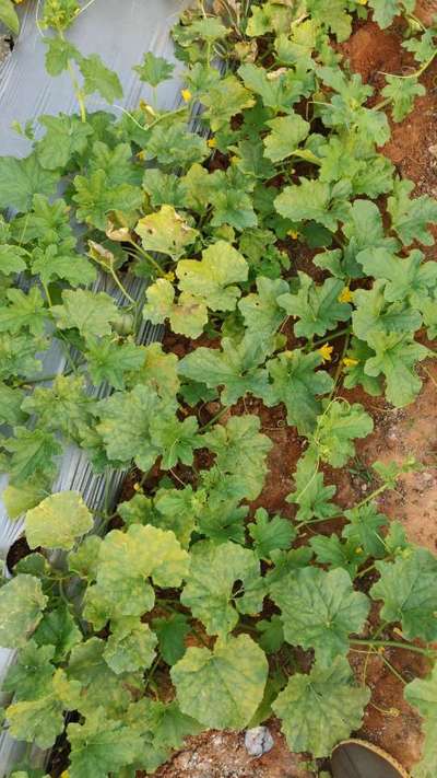 Downy Mildew of Cucurbits - Melon