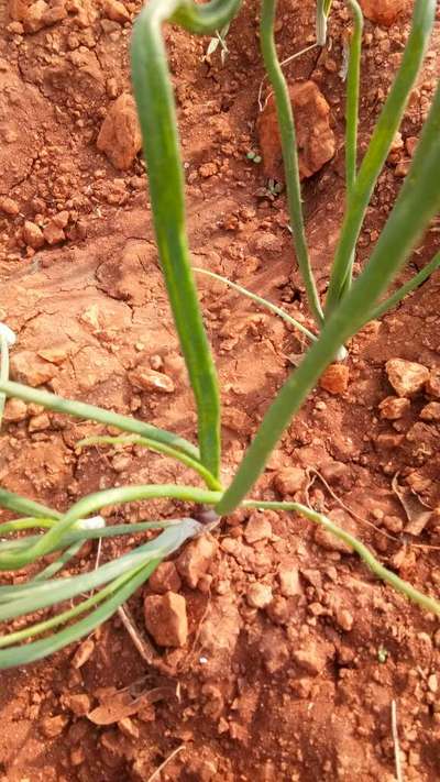 Thrips - Onion