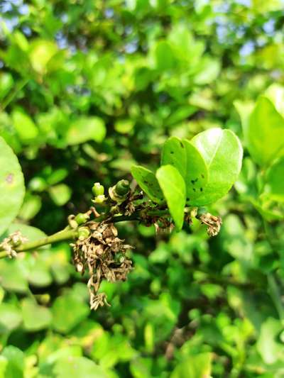 Green Citrus Aphid - Citrus