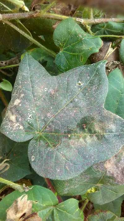 Alternaria Leaf Spot of Cotton - Cotton