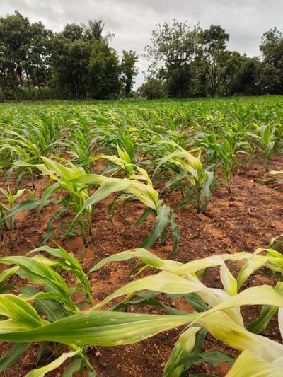 Maize Lethal Necrosis Disease - Maize