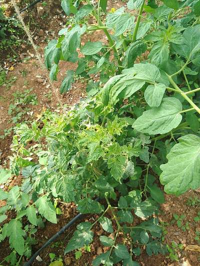 ಟೊಮೆಟೊ ಹಳದಿ ಎಲೆ ಸುರುಳಿ ವೈರಸ್ - ಟೊಮೆಟೊ