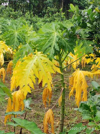 Nitrogen Deficiency - Papaya