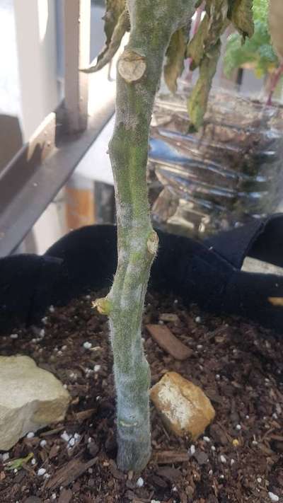 Powdery Mildew - Tomato