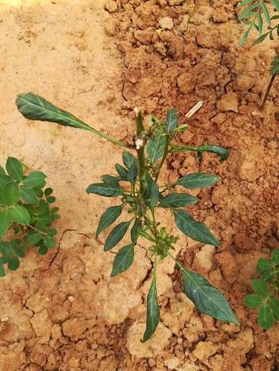 Brown Mite - Capsicum & Chilli