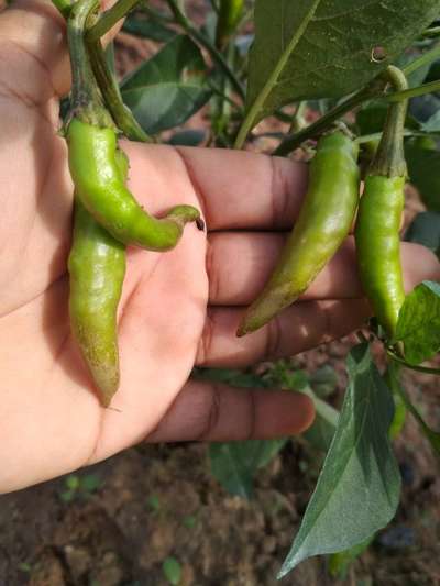 Bacterial Soft Rot of Pepper - Capsicum & Chilli