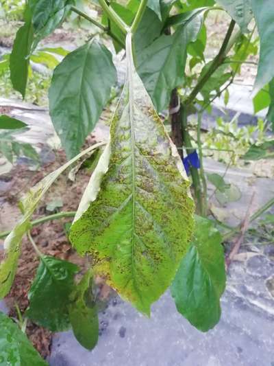 Bacterial Spot of Pepper - Capsicum & Chilli