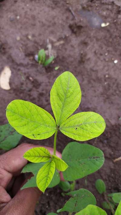 Iron Deficiency - Soybean