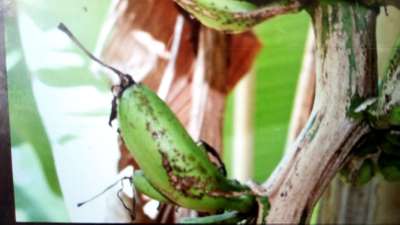 Banana Rust Thrips - Banana