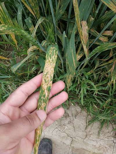 Septoria Tritici Blotch - Wheat