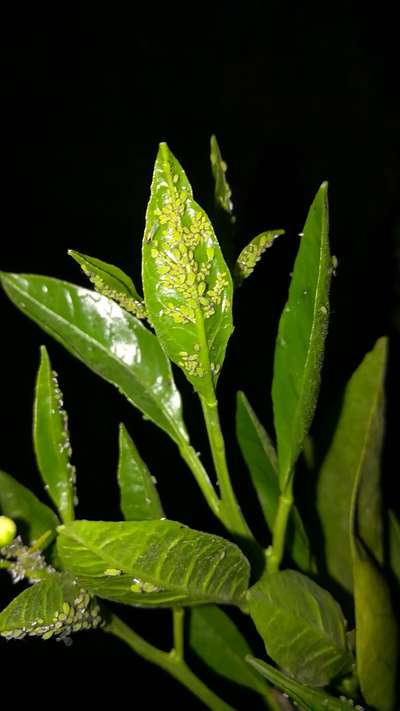 Aphids - Citrus