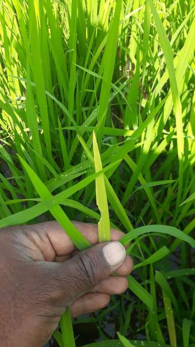 Nitrogen Deficiency - Rice