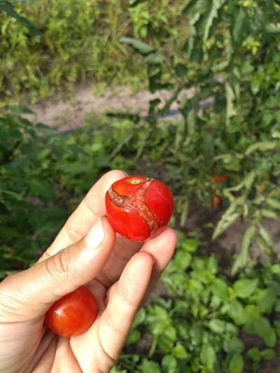 Cicatrizes em Zíper no Tomate - Tomate