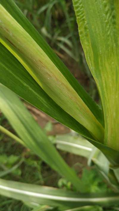 Boron Deficiency - Sugarcane