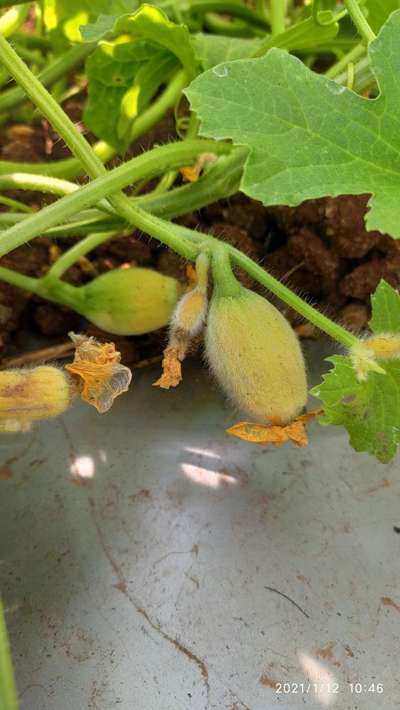 Boron Deficiency - Melon