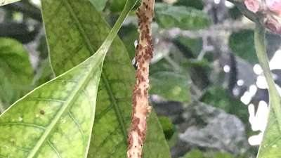 Aphids - Mango