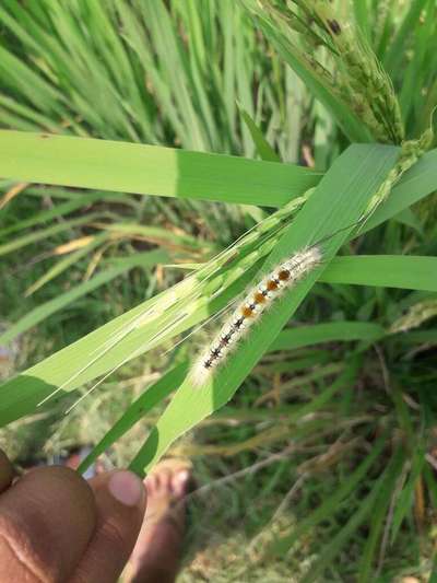 Hairy Caterpillars - Rice