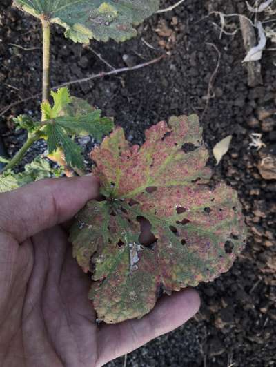 Flea Beetles - Okra