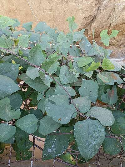 Flea Beetles - Bean