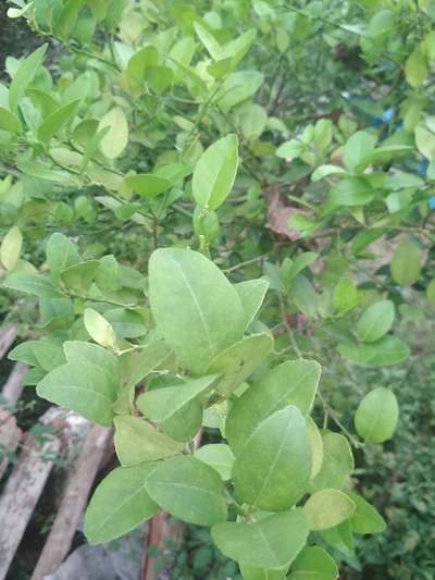 ಸಾರಜನಕ ಕೊರತೆ - ಸಿಟ್ರಸ್ (ನಿಂಬೆ, ಕಿತ್ತಳೆ ಹಾಗು ಇತರ ನಿಂಬೆ ಜಾತಿ ಬೆಳೆಗಳು)