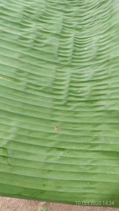 Boron Deficiency - Banana