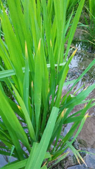 Sulfur Deficiency - Rice