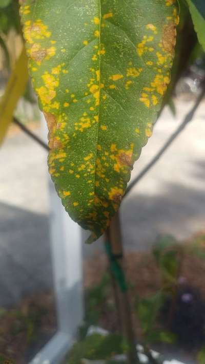 Plum Rust - Peach