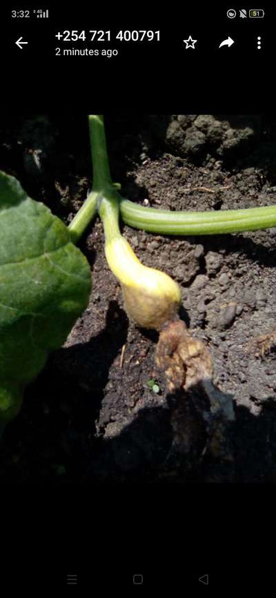 Calcium Deficiency - Zucchini