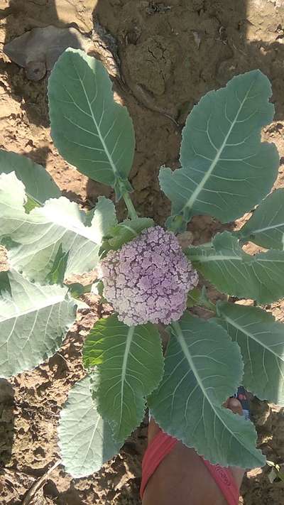 Boron Deficiency - Cauliflower