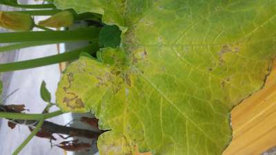 Leaf Miner Flies - Pumpkin