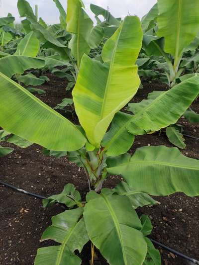 Zinc Deficiency - Banana