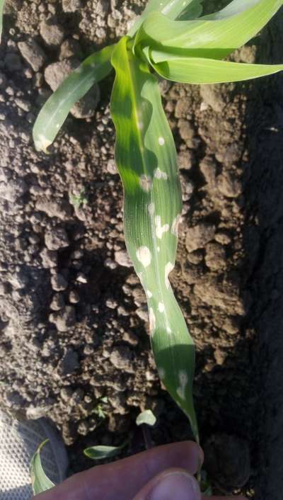 Holcus Leaf Spot - Maize