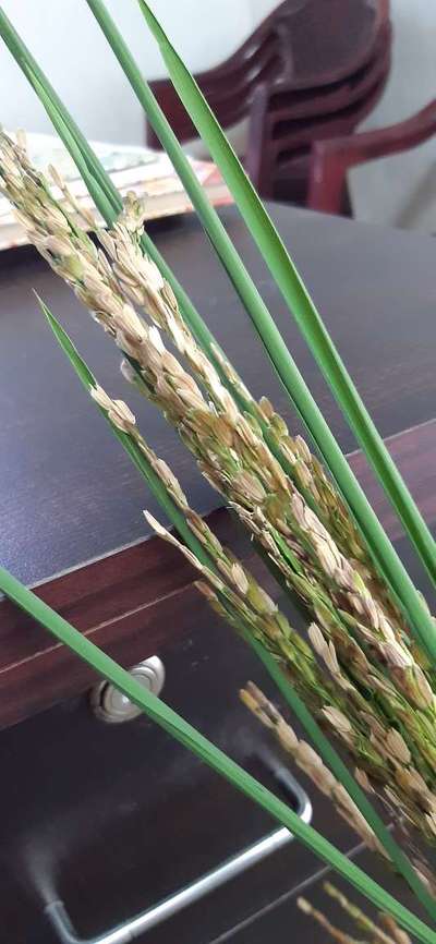 Bacterial Panicle Blight - Rice