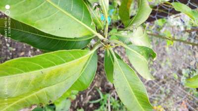 Potassium Deficiency - Mango