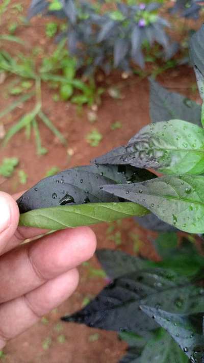 Sooty Mold - Capsicum & Chilli