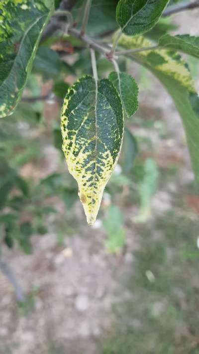 Apple Mosaic Virus - Apple