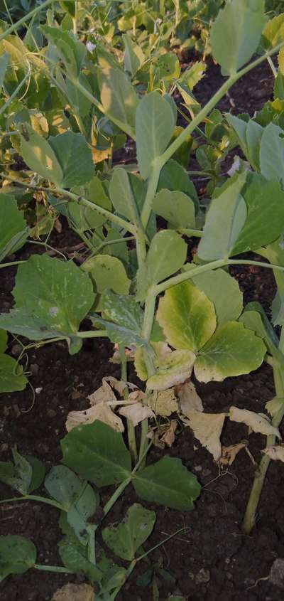 Powdery Mildew - Pea