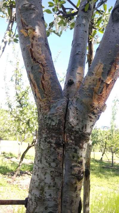 Fruit Tree Canker - Apple