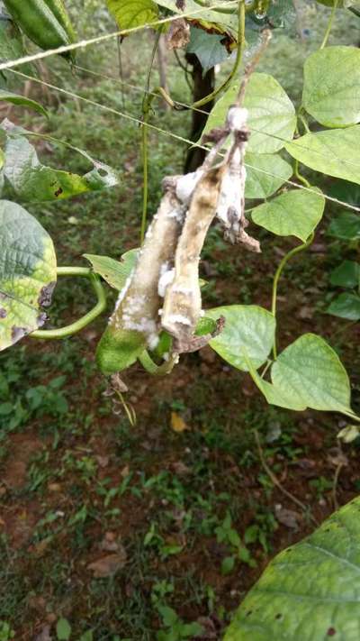 ছাতরা পোকা - শিম