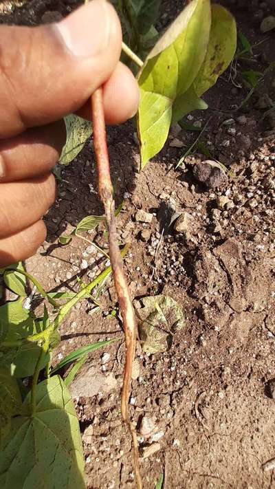 Root Rot of Cotton - Cotton