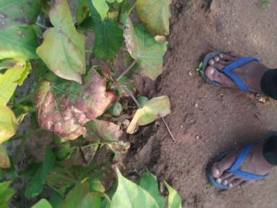 Alternaria Leaf Spot of Cotton - Cotton