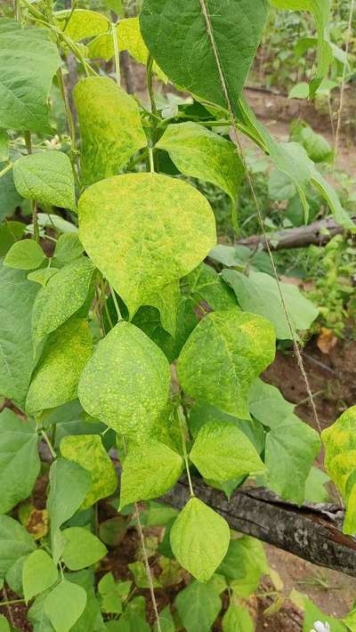 Bean Yellow Mosaic Virus - Bean