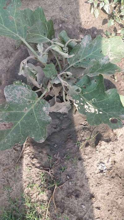 Brinjal Shoot and Fruit Borer - Brinjal