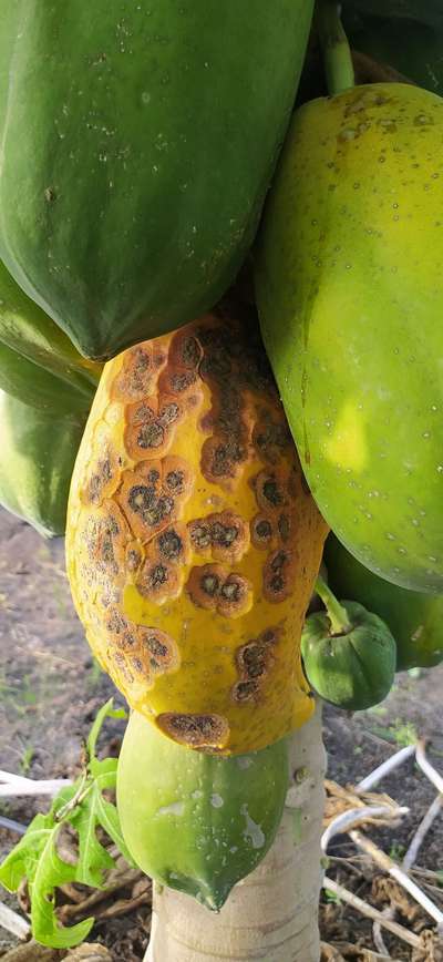 Anthracnose of Papaya and Mango - Papaya