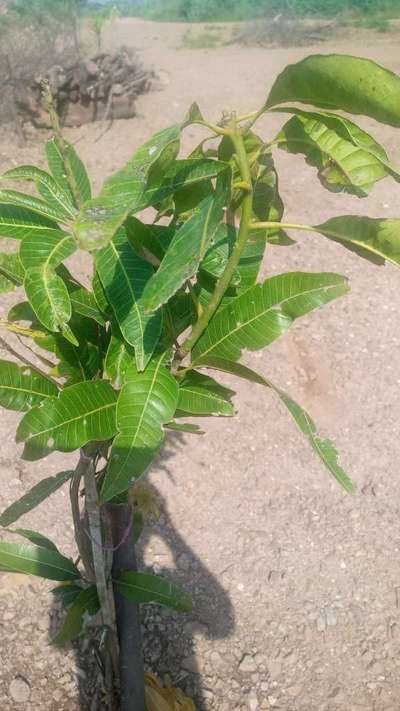 ತಂಬಾಕು ಕ್ಯಾಟರ್ಪಿಲ್ಲರ್ - ಮಾವು